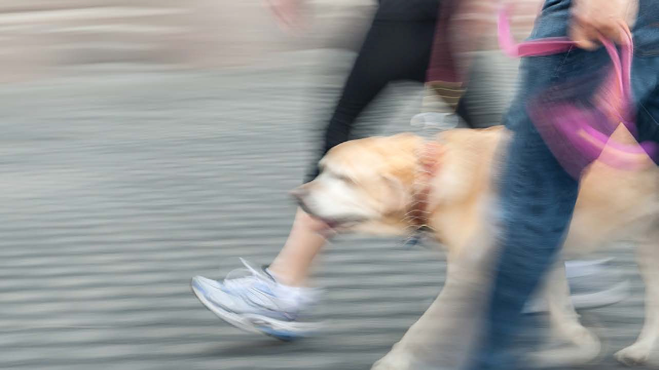 people walking a golden retriever