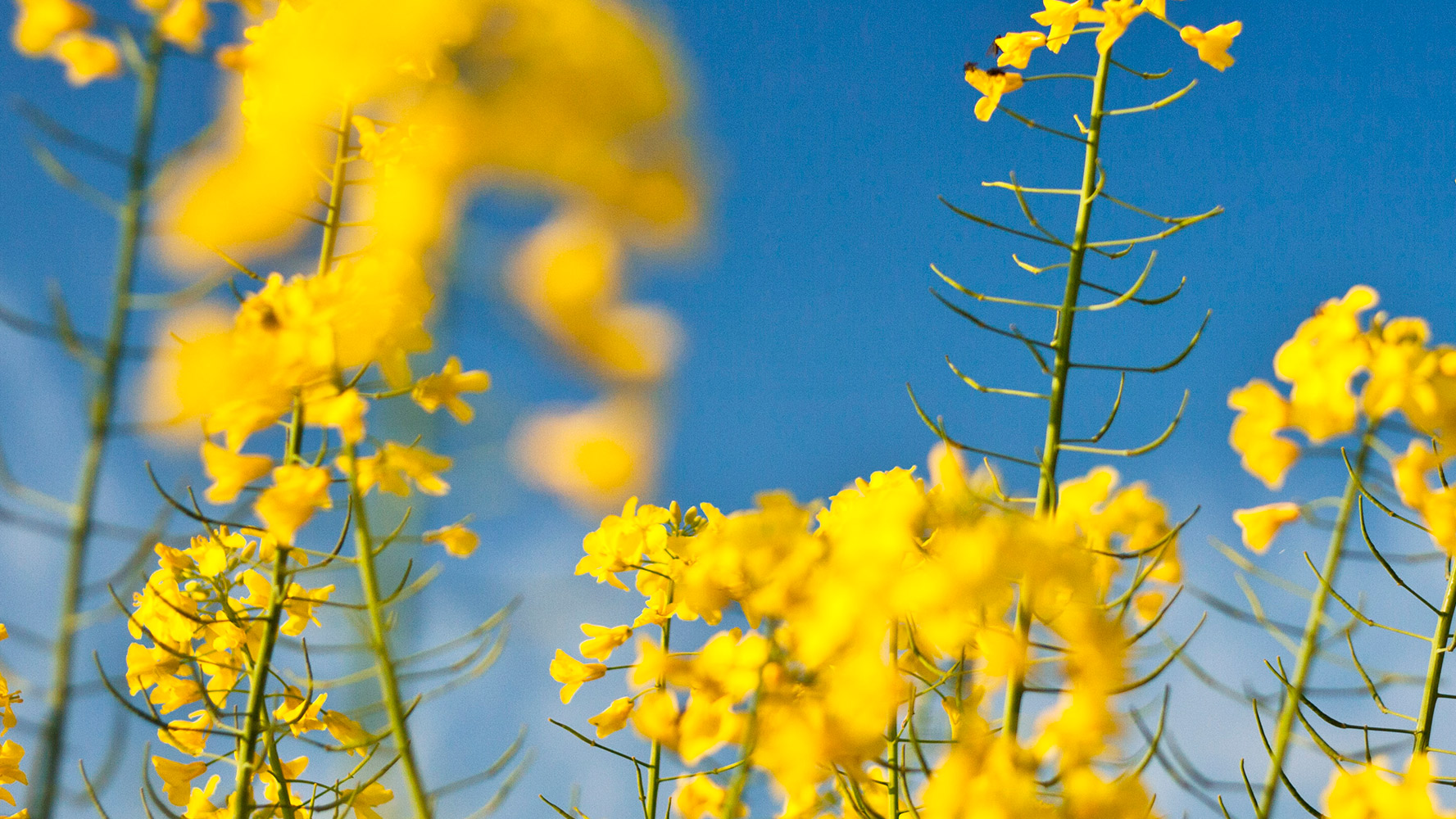yellow flowers against blue sky background