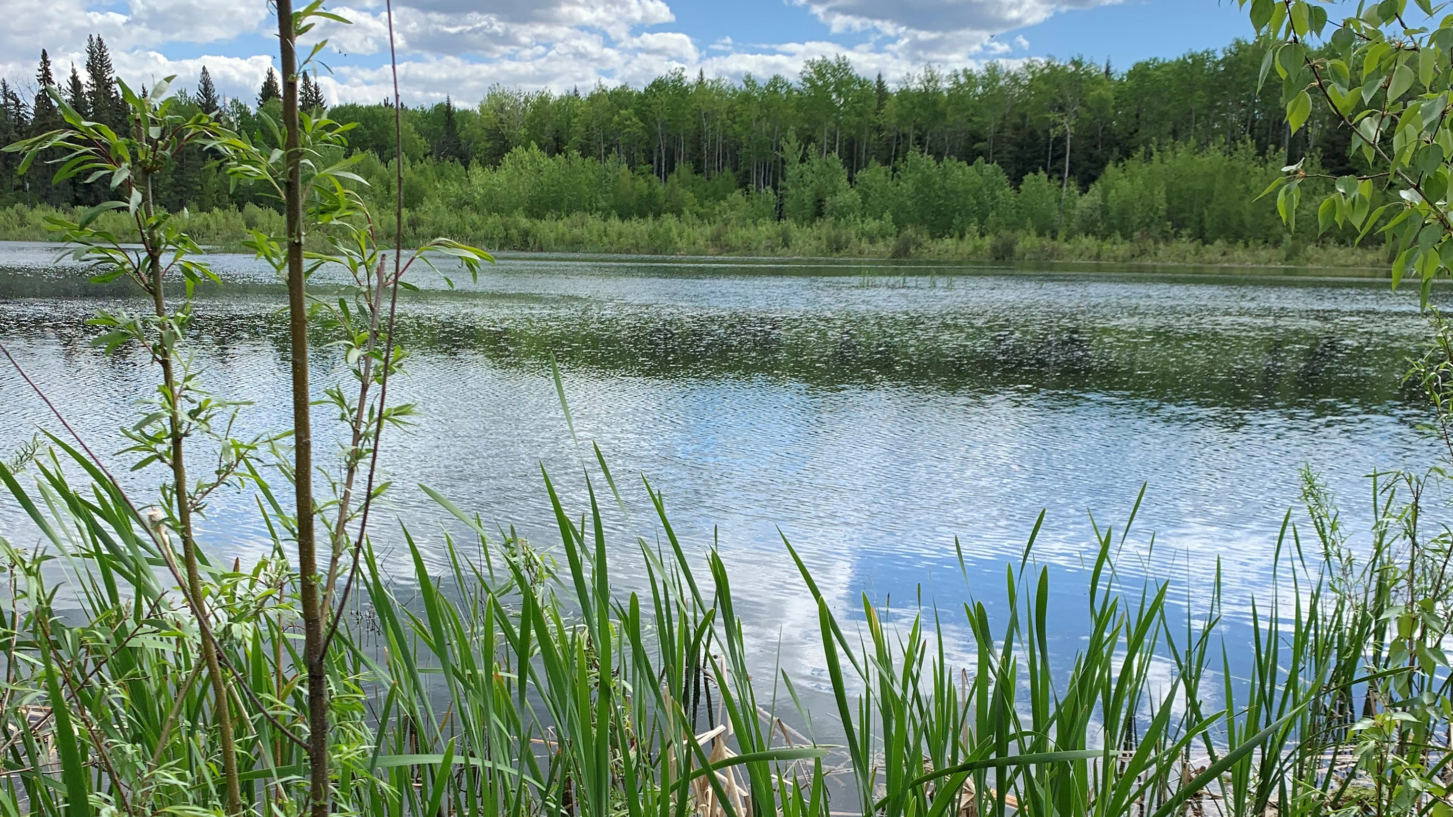 Kearl wetlands