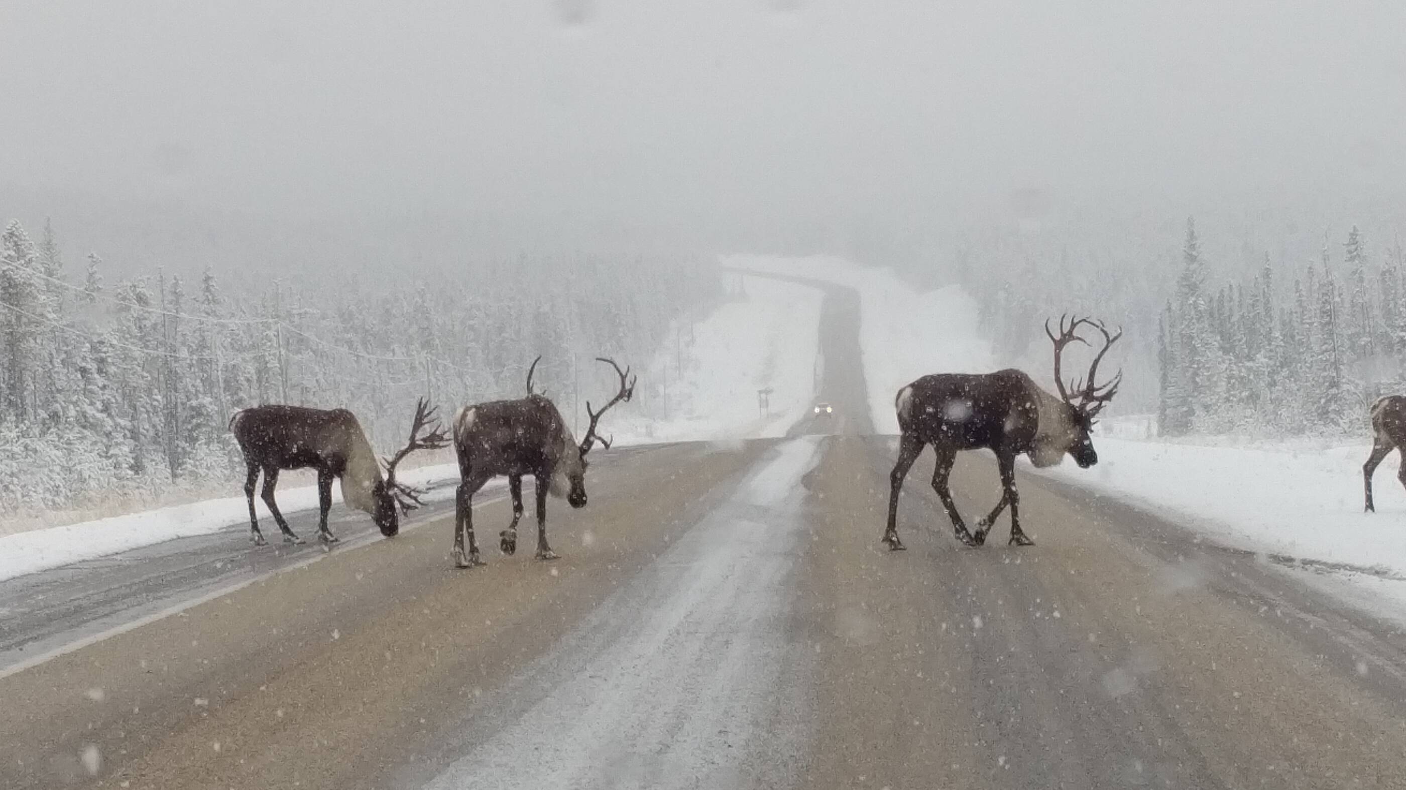 Protecting Canada's caribou  one kilometre at a time