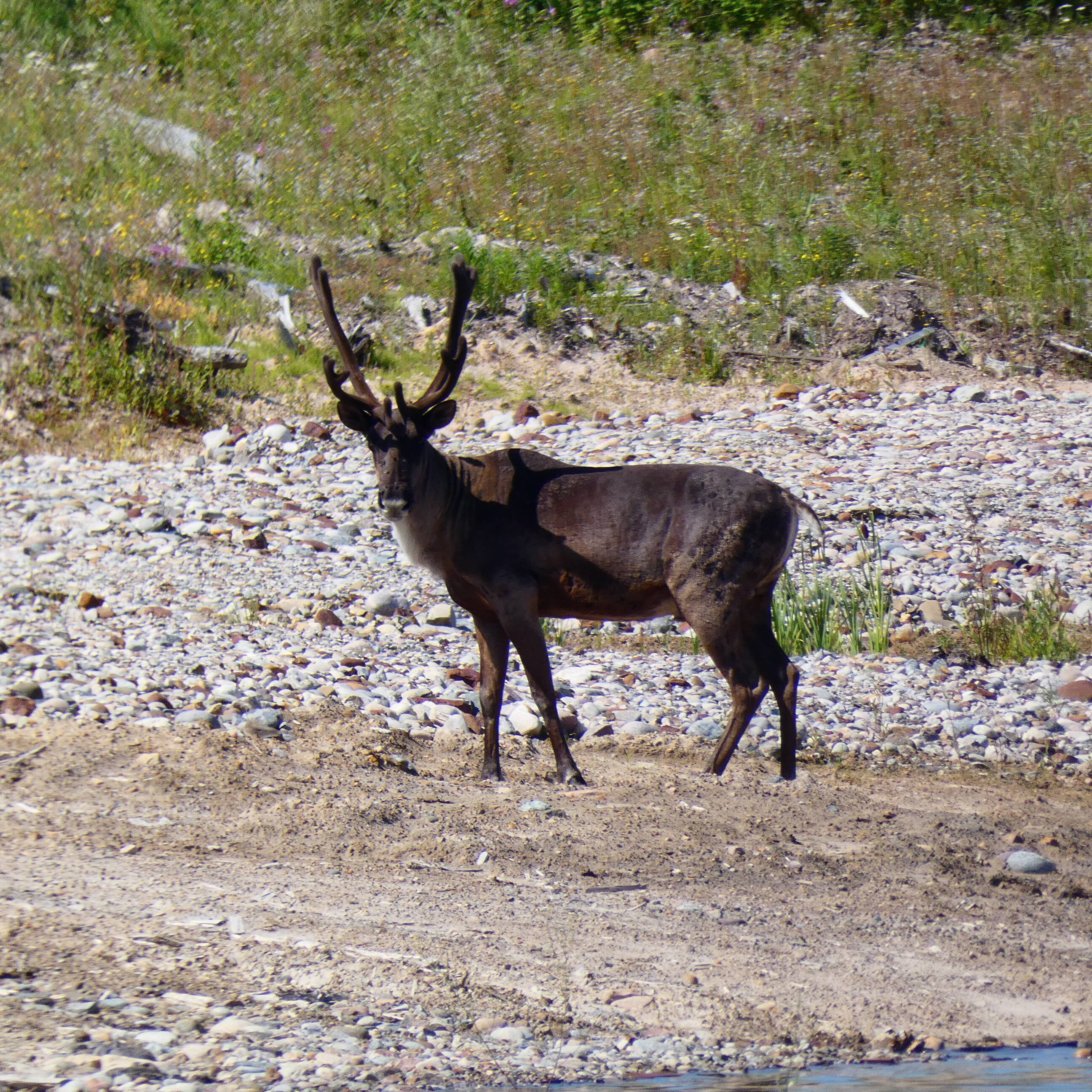 caribou standing on rocky, hillside