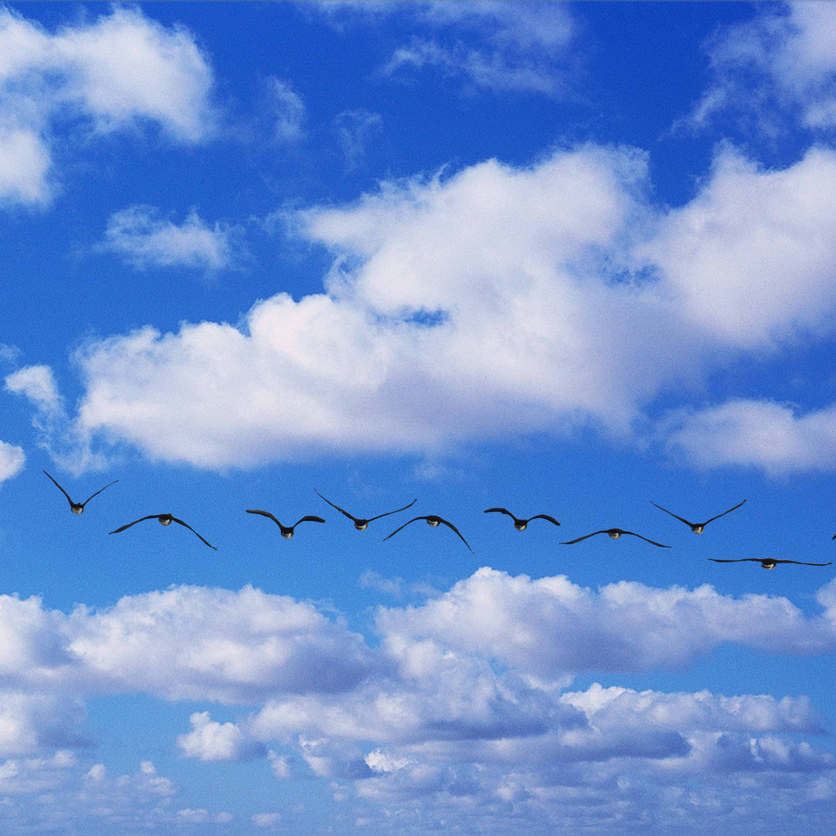 birds in flight, blue sky and clouds