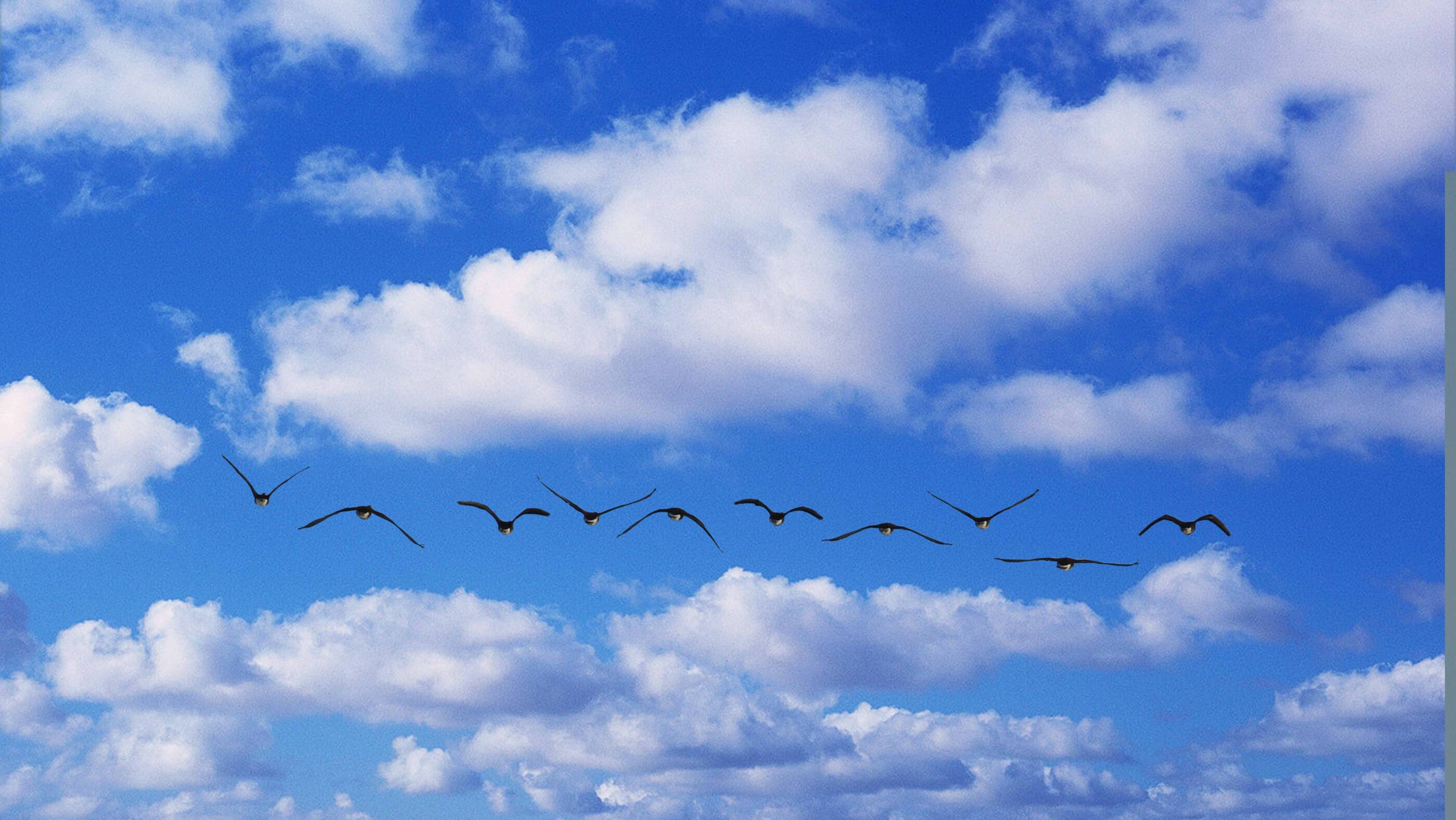 birds in flight, blue sky and clouds